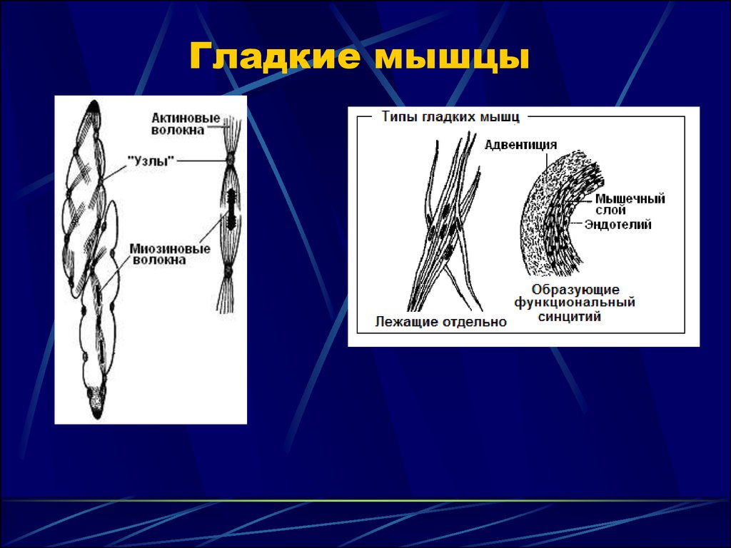 Паразитический образ жизни три слоя гладкой мускулатуры