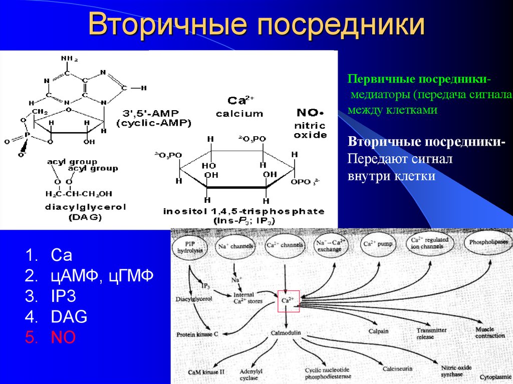 Вторичные посредники