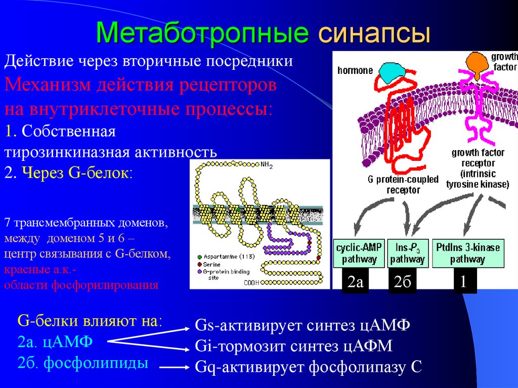 Метаботропные рецепторы это