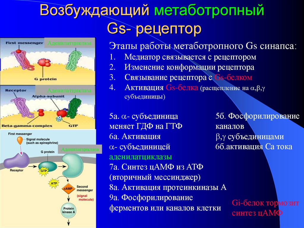 Метаботропные рецепторы это