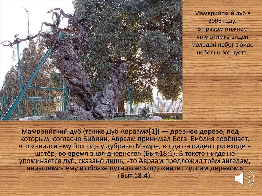 Мамврийский дуб. Авраам Мамврийский дуб. 5000-Летний Мамврийский дуб. Авраам у Дубравы Мамре. Мамврийский дуб пророчество.