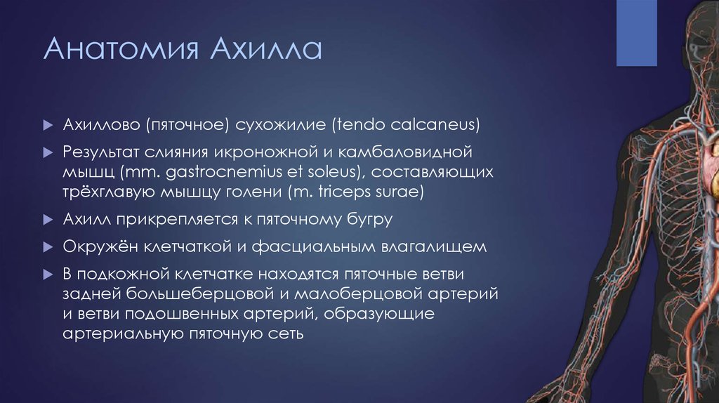 Анатомия Ахилла