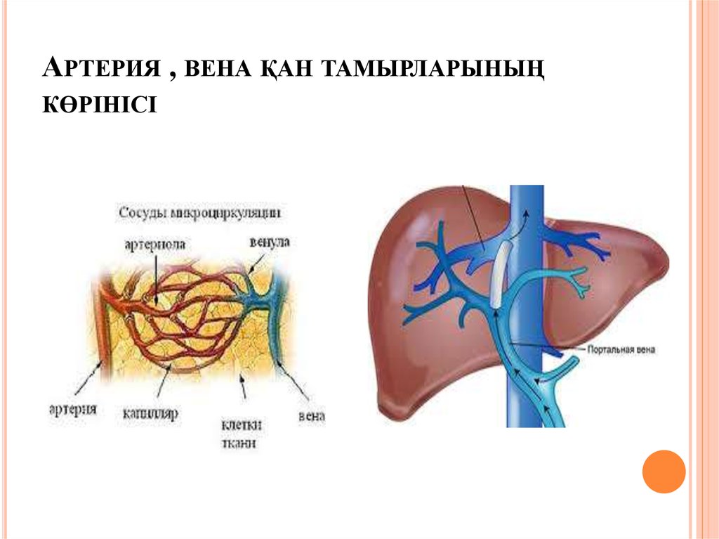 Правило артерии. Венозная артерия.