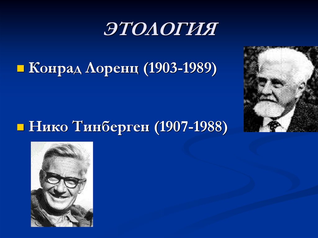 Этология. Нико Тинберген. Лоренц и Тинберген. Лоренц и Тинберген этология. Этология человека.