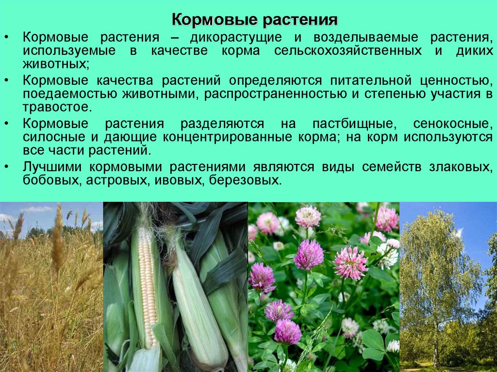 Презентация важнейшие сельскохозяйственные растения
