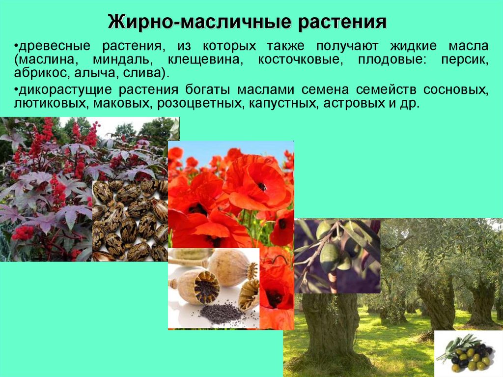 Жирномасляничные растения в экспозициях Забайкальского ботанического сада