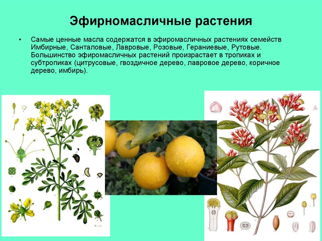 Дикорастущие растения примеры. Эфиромасличные сорта растений. Эфиромасличные дикорастущие растения. Эфирном масле нные растения. Дикорастущие масличные растения.