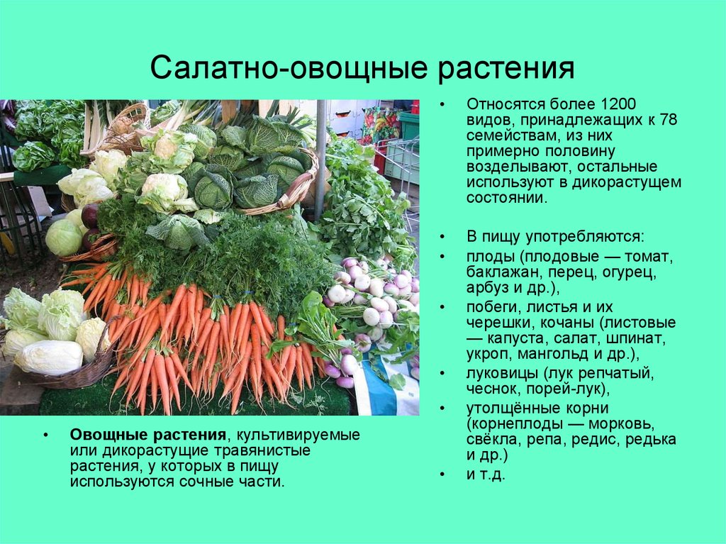 Какие органы человек использует в пищу. Овощные культуры. Овощи овощные растения. Растения которые употребляют в пищу. Овощные травянистые растения.