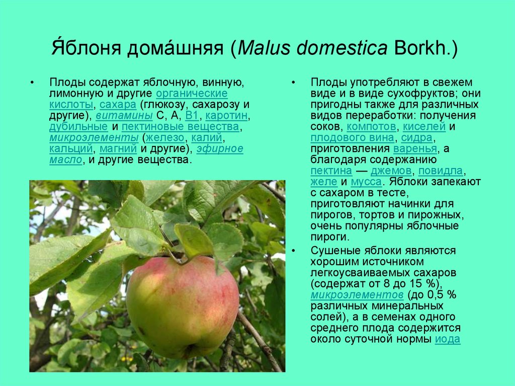 Презентация яблоня. Яблоня малус доместика. Яблоня домашняя (Malus domestica). Яблоня домашняя (Malus domestica Borkh). Яблоня домашняя морфология.