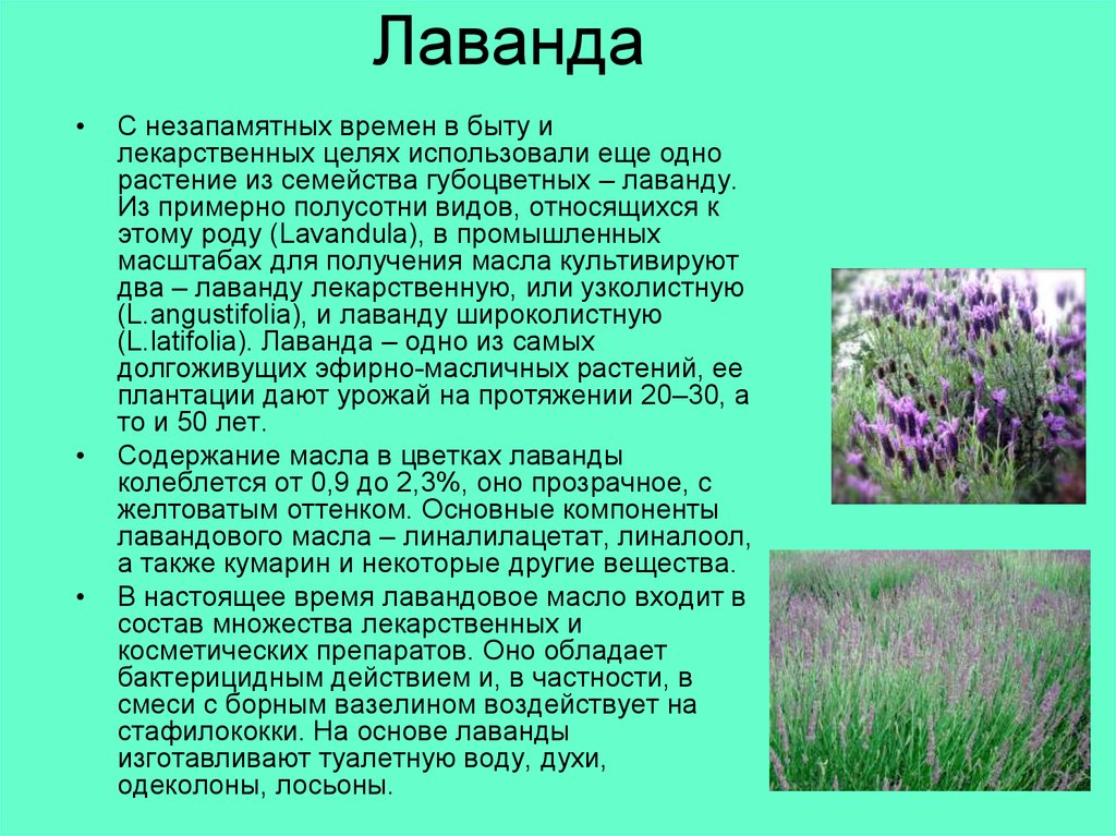Лаванда описание. Доклад про лаванду. Лаванда текст описание. Лаванда описание растения. Описание лаванды цветка.