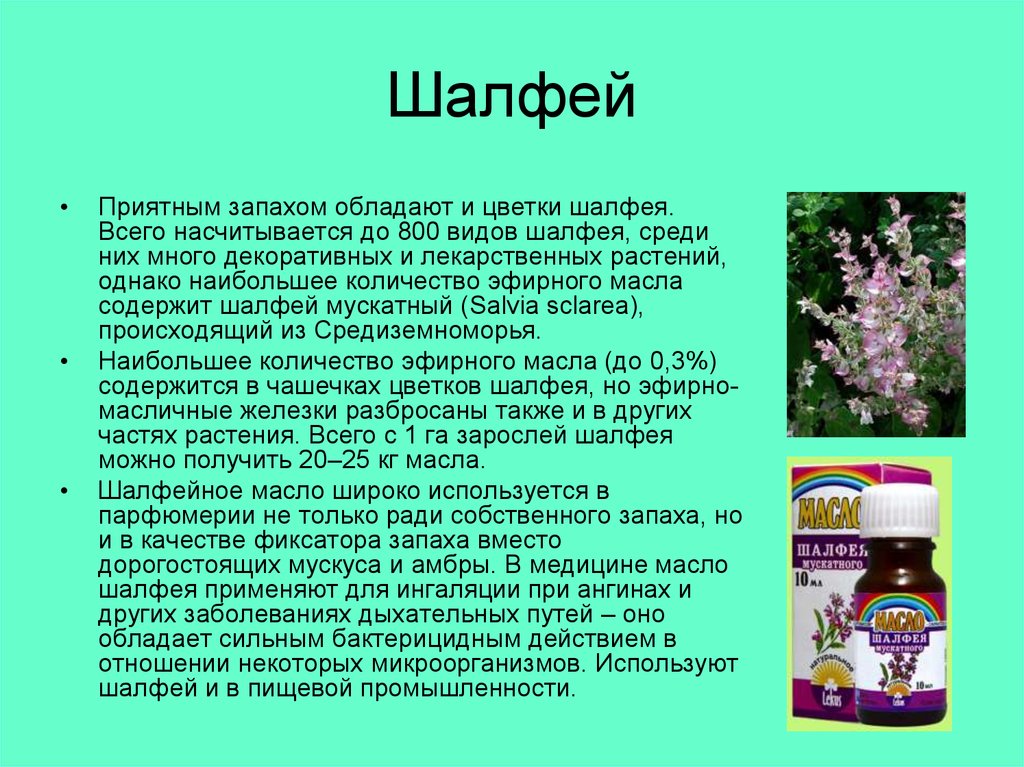 Цветы шалфея применение. Шалфей. Шалфей мускатный. Шалфей трава мускатный. Шалфей в медицине.