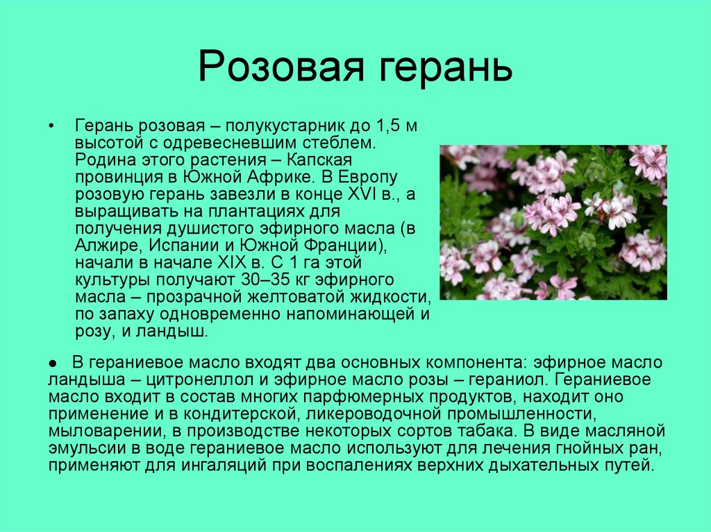 Герань состав. Герань. Герань Родина растения. Актуальность цветка герань. Герань описание растения.