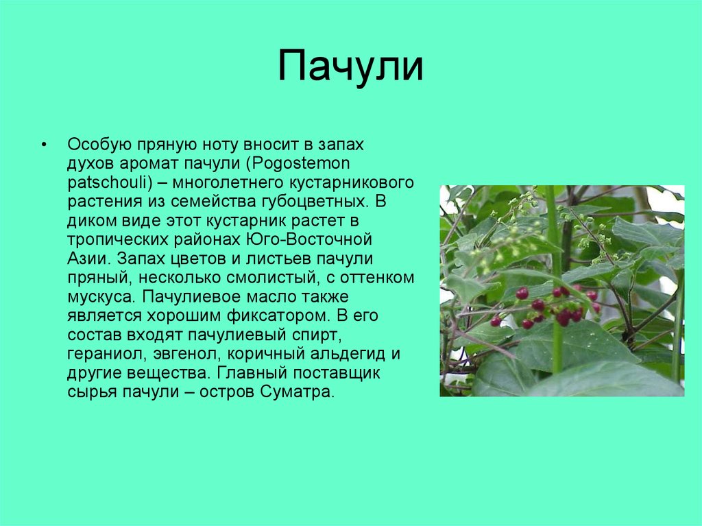 Что такое пачули и чем пахнет. Пачули кустарник. Пачули запах. Пачули чем пахнет. Пачули это что за растение.