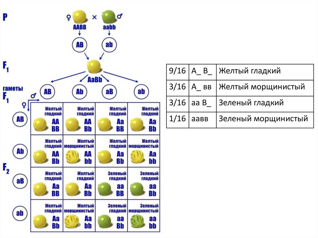 Схема скрещивания законов менделя
