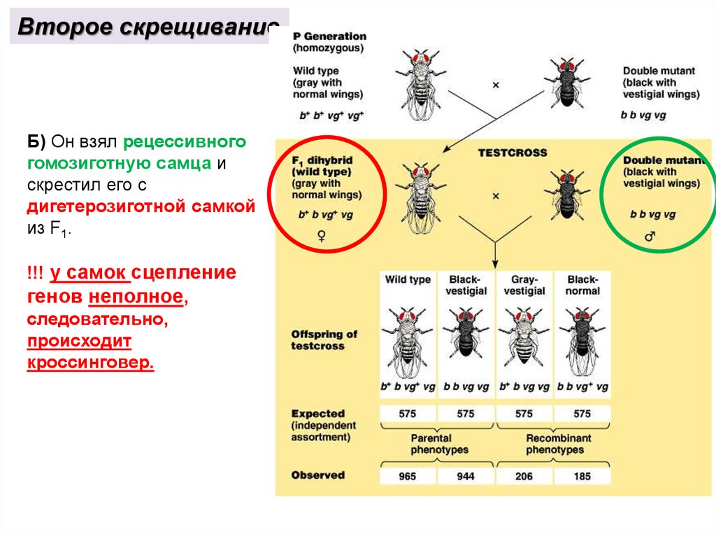 Закон менделя сцепленное наследование. Законы Менделя и Моргана. Законы наследственности Менделя и Моргана. Второе скрещивание Моргана. Закон т Моргана.