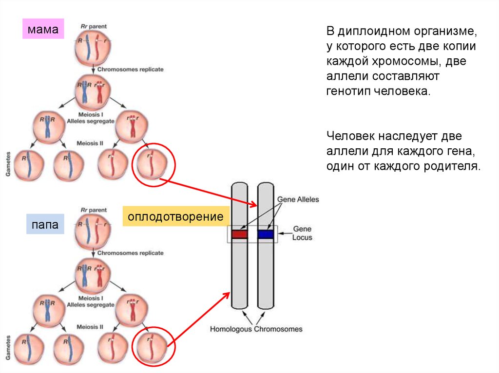 Оплодотворение хромосомы. Диплоидный ген. Гены в диплоидной клетке в двух копиях. Диплоидный геном. У диплоидного организма ген представлен двумя аллелями.