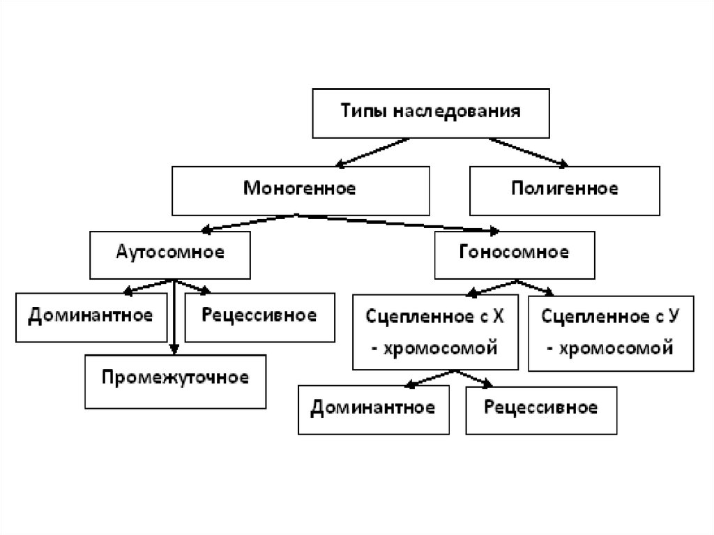 Виды наследования признаков. Типы наследования признаков схема. Типы моногенного наследования. Моногенное наследование признаков. Типы наследования моногенных признаков.