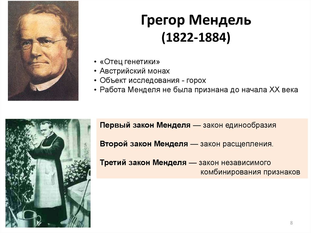 Генетика как наука методы генетики г мендель. Законы Менделя исследования. Законы генетики Менделя. Закон Грегора Менделя генетика. Основоположник генетики.