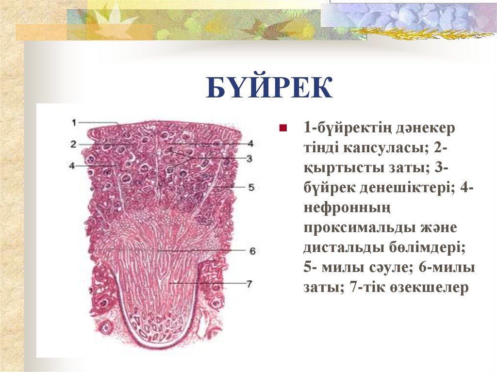 Гистология почек презентация