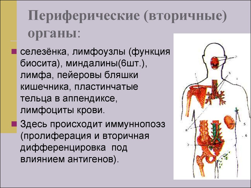 Органы иммунной системы