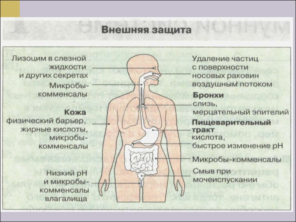 Внешняя защита. Лизоцим слезной жидкости. Лизоцим в желудке. Лизоцим в слезной жидкости и других секретах.