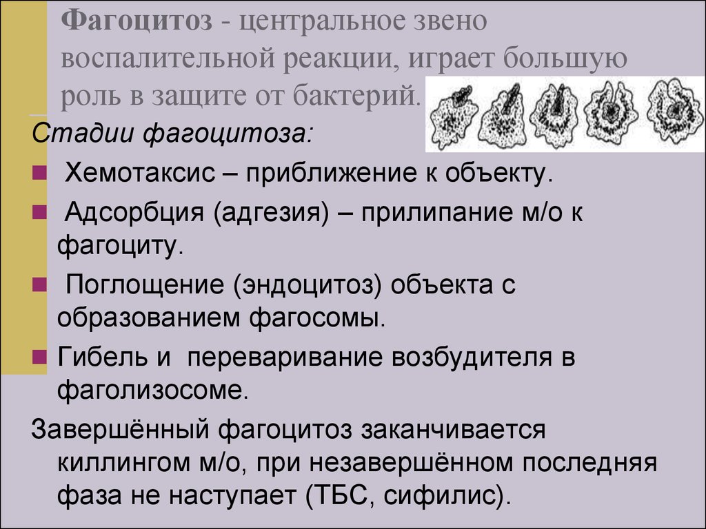 Стадии фагоцитоза схема