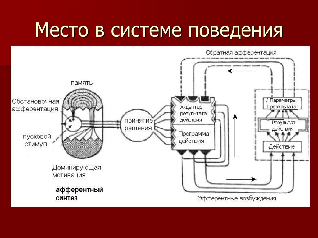 Поведение системы. Схема функциональной системы поведенческого акта. Нарисуйте схему функциональной системы поведенческого акта.. Функциональная система целенаправленного действия. Система деятельности система поступков система представлений.