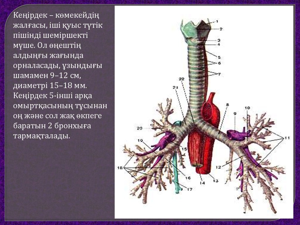 Тыныс алу мүшелері. Трахея. Тыныс алу мүшелері презентация. Дыхательная система трахея анатомия человека. Көмей деген не.