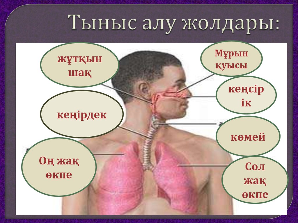 Және тыныс алу. Тыныс алу жолдары презентация. Тыныс алу дегеніміз не. Тыныс алу мүшелері презентация. Niysi.