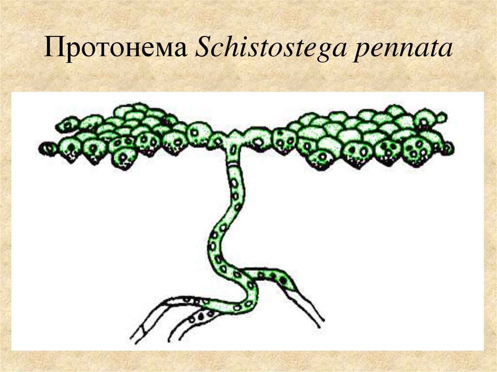 Протонема Schistostega pennata