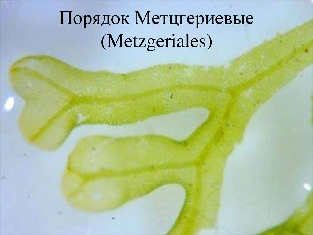 Порядок Метцгериевые (Metzgeriales)