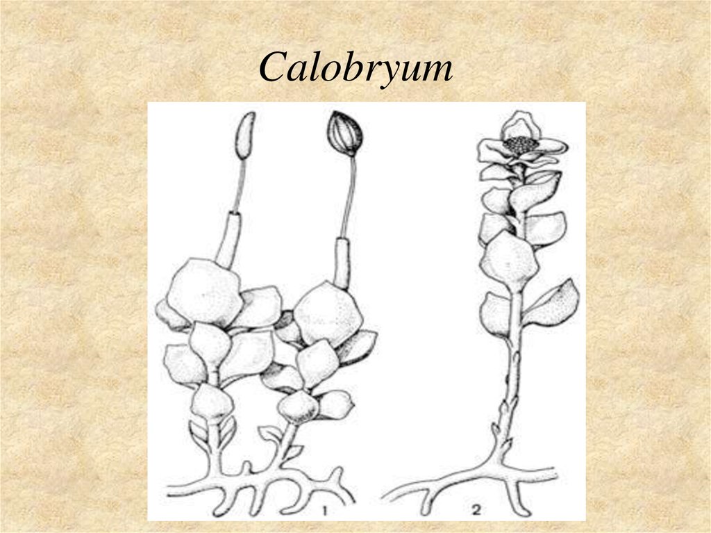 Calobryum