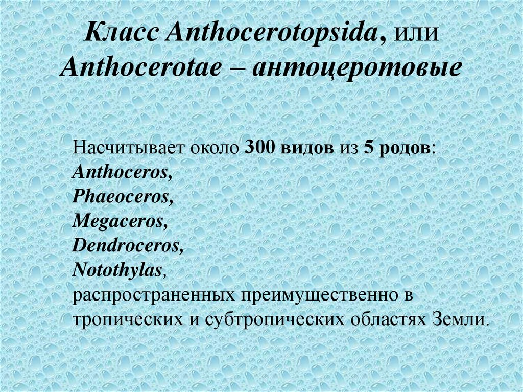 Класс Anthocerotopsida, или Anthocerotae – антоцеротовые