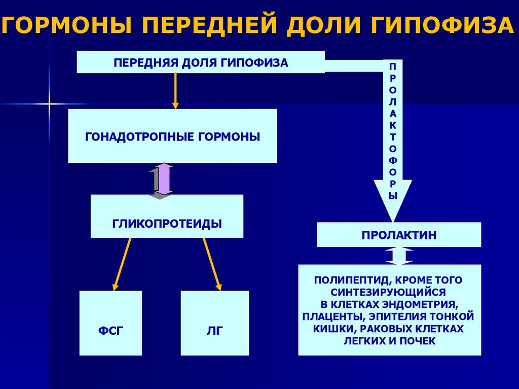 Какие гормоны вырабатывает передняя доля гипофиза заполните схему