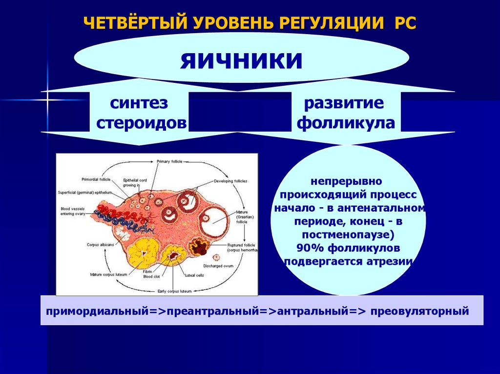 Схема эндокринных функций яичника и их регуляции