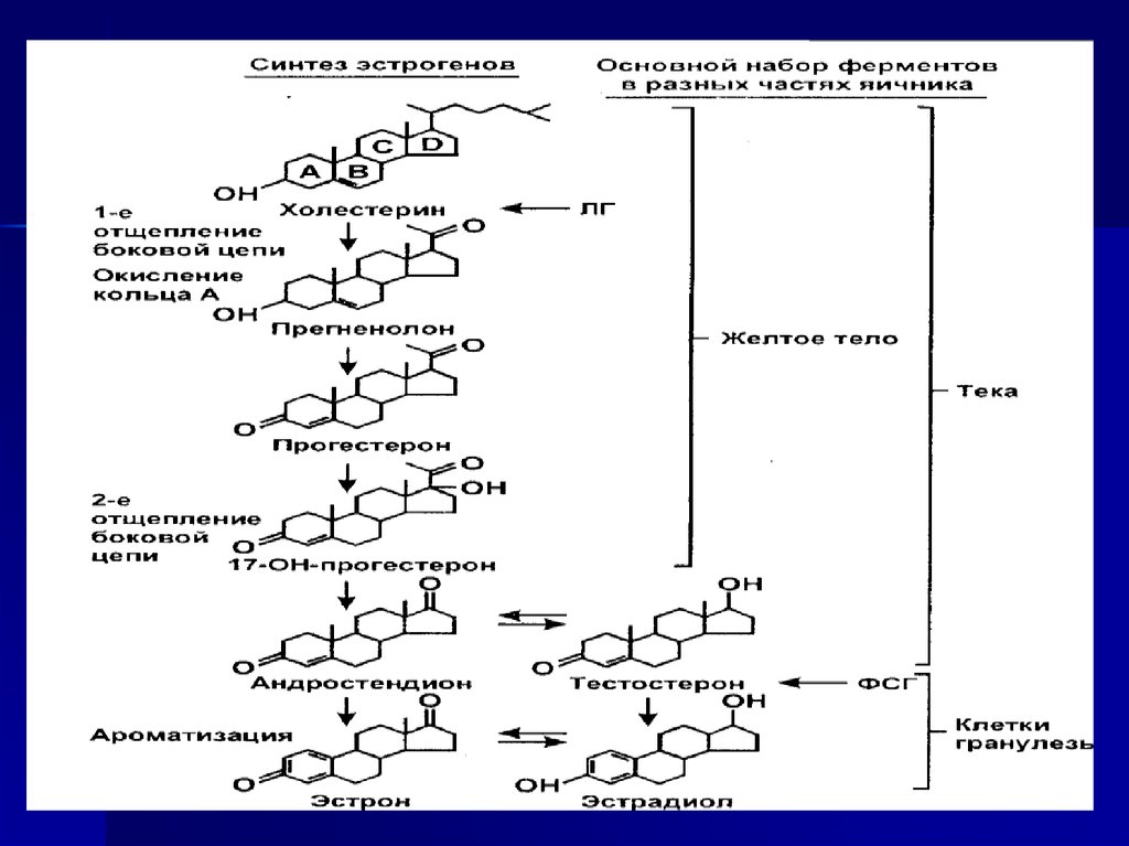Стероидогенез. Стероидогенез в яичниках. Схема стероидогенеза с ферментами. Стероидогенез витамин с. Стероидогенез прогестерона.