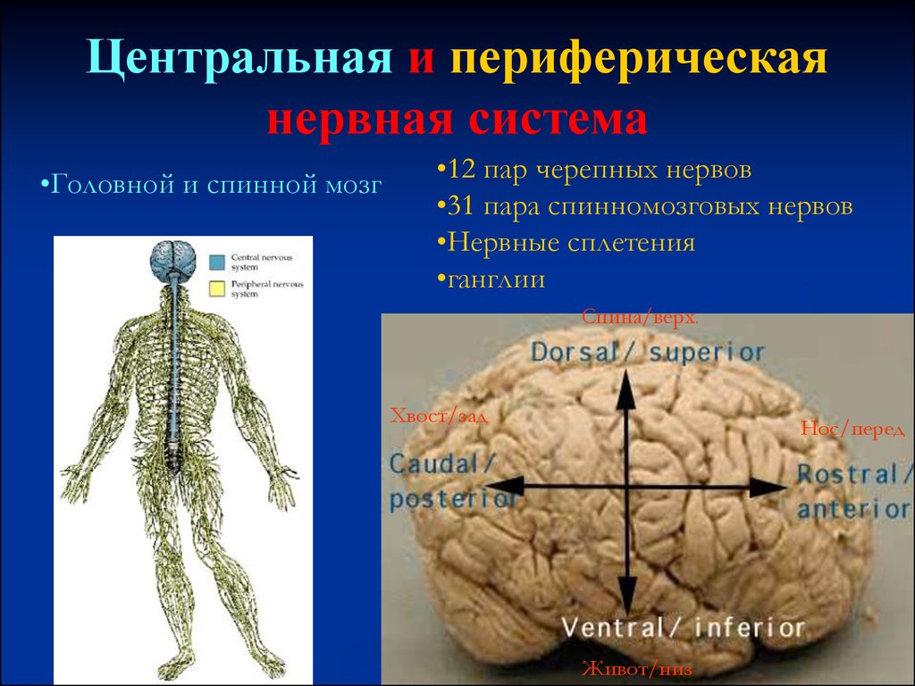 Структура центральной и периферической нервных систем