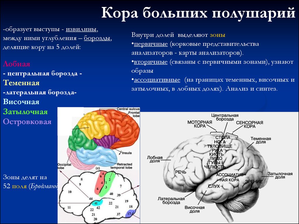 Организация коры головного мозга. Доли коры полушарий мозга. Функции лобной доли коры больших полушарий.