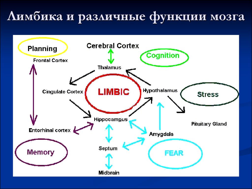 Открытая система в физиологии.