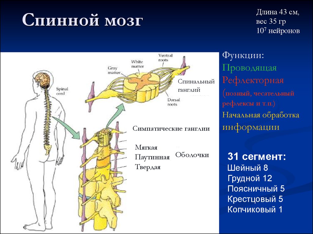 Нервная цепочка на спинной стороне тела