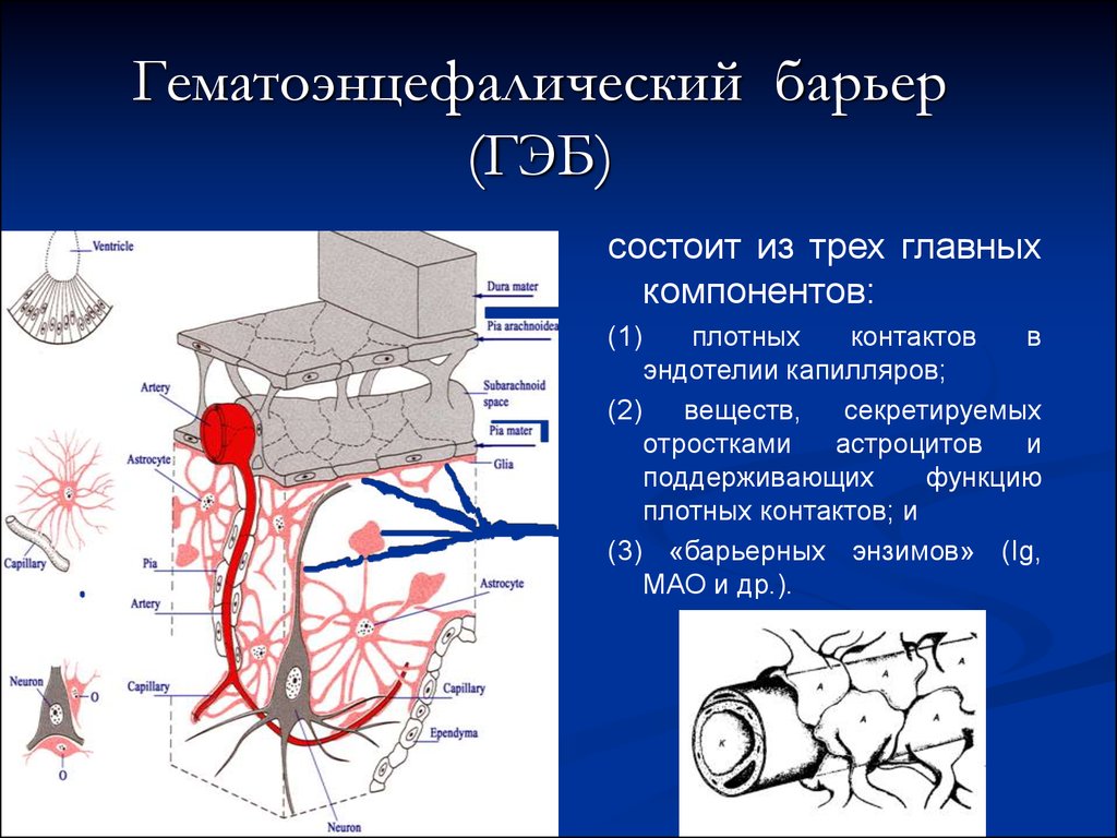 Гематоэнцефалический барьер рисунок