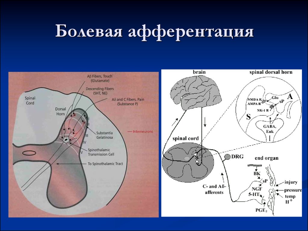 Афферентация это