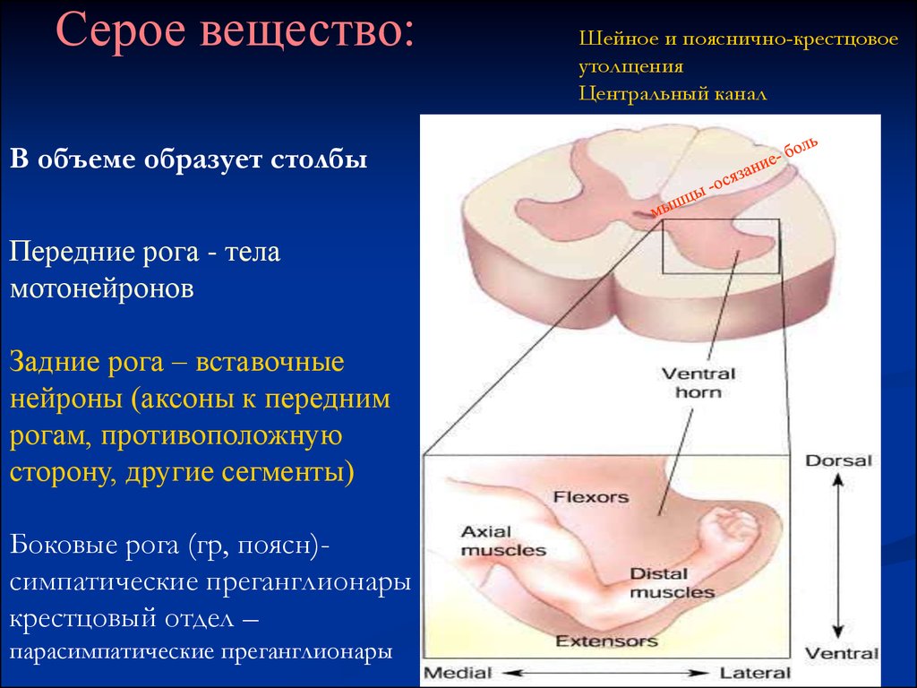 Поверхность образована серым веществом. Серое вещество образовано. Передний Рог мотонейроны. Серое вещество и передний Рог серого вещества. Серое вещество нервной системы это.