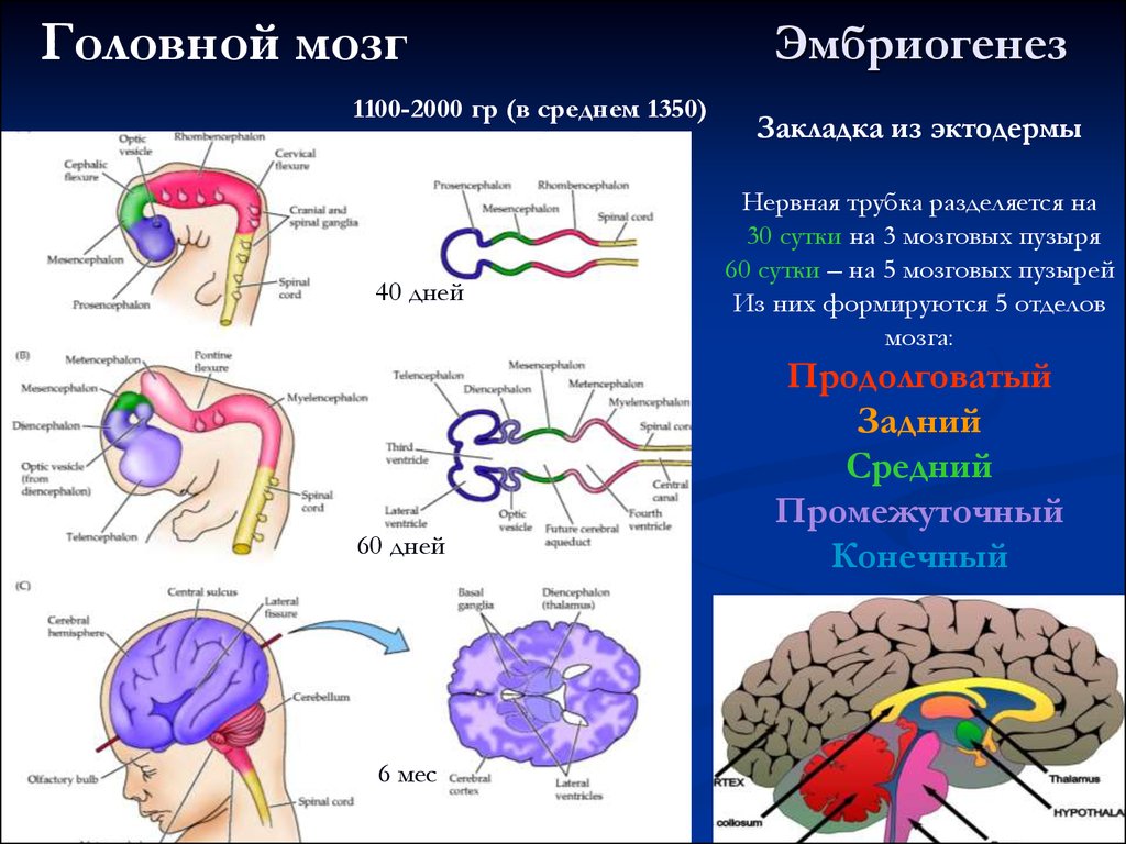 Эмбриогенез человека презентация