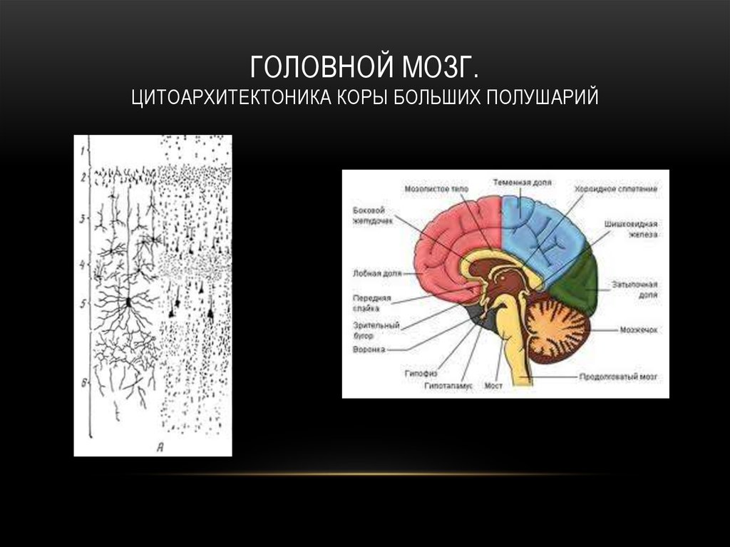 Головного мозга и корковый. Цитоархитектоника коры больших полушарий головного мозга. Цитоархитектоническое строение коры головного мозга. Слои головного мозга.