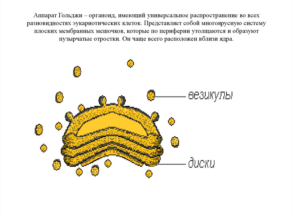 Немембранные органоиды клетки состоящие из двух