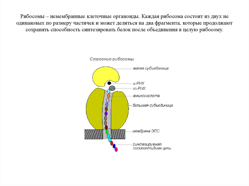 Строение рибосома рисунок