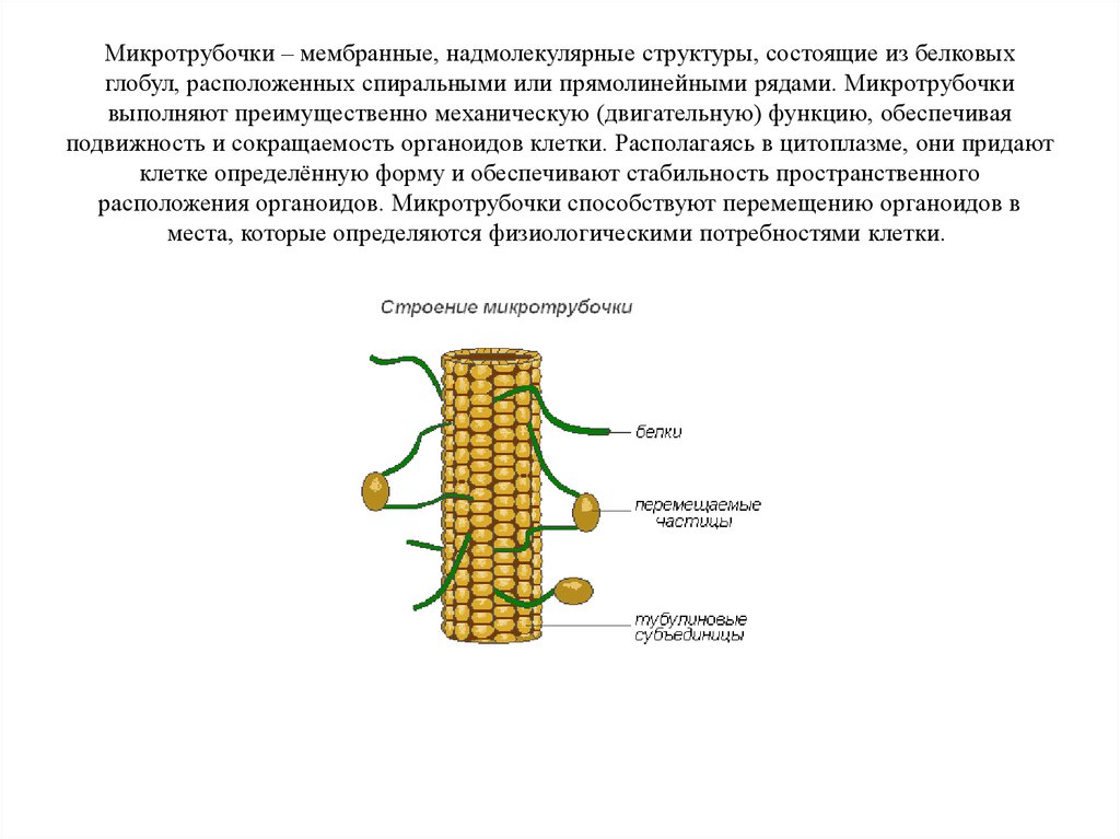 Микротрубочки. Микротрубочки мембраны. Микротрубочки строение и функции. Строение микротрубочек кратко. Микротрубочки в клетке строение и функции.