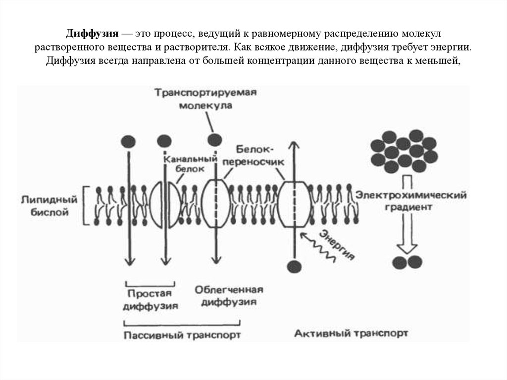 Вело процесс. Диффузионные процессы. Диффузия процесс взаимного проникновения молекул. Особенности диффузионных процессов. Строение диффузии.