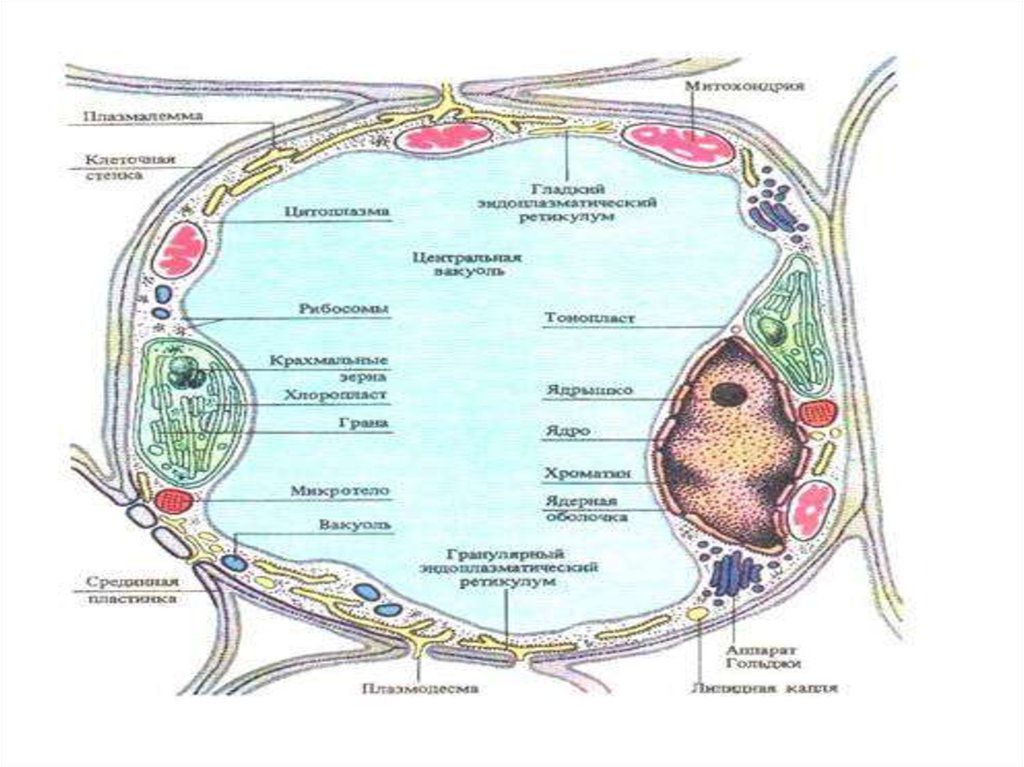 Протоплазма. Протоплазма клетки. Протоплазма растительной клетки. Компоненты клетки протоплазма. Компонент клетки окружающий протоплазму.